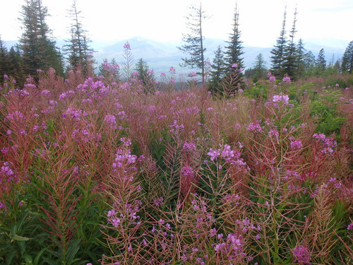 GDMBR: Fireweed on the Mountain Pass (Richmond Peak's West Pass, MT).